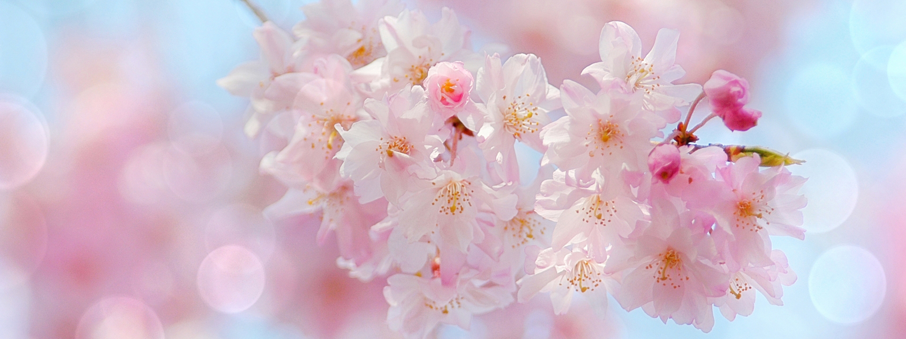 京都の花屋・烏丸六角の花市　桜