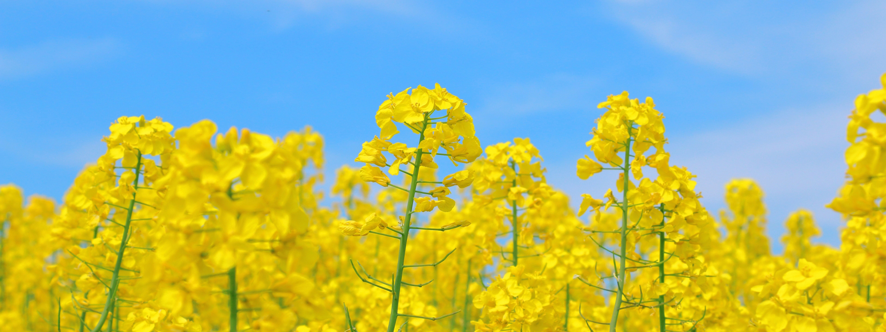 京都の花屋・烏丸六角の花市　菜の花