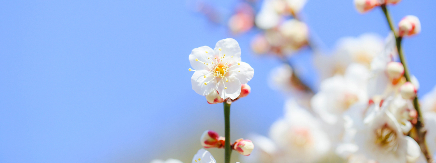 京都の花屋・烏丸六角の花市　梅